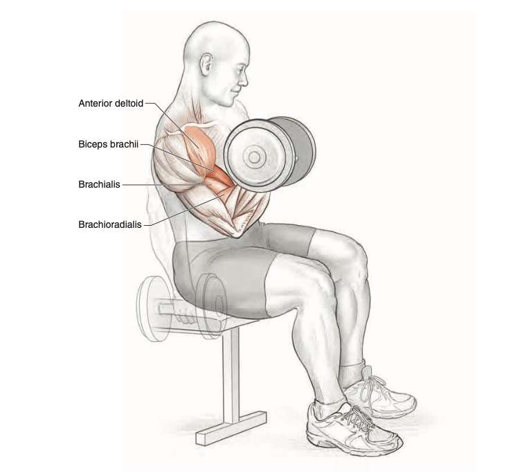 Бицепс сидя. Подъем гантели на бицепс сидя. Подъем гантелей на бицепс сидя. Поочередный подъем гантелей на бицепс сидя. Упражнения на бицепс с гантелями сидя.